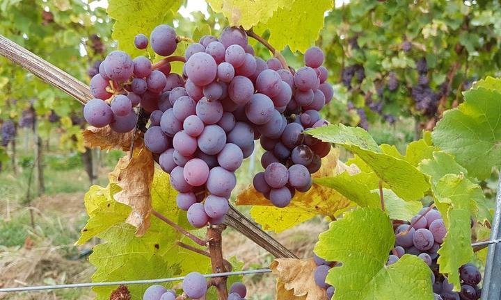 Weingut Gutsausschank Eibinger Zehnthof